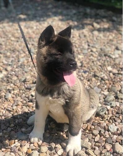 Akita Babies  Whatsapp Me +966583921348 0