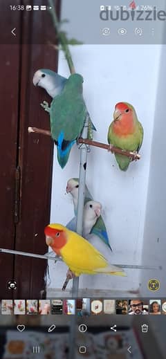 Love birds very beautiful rare colours 0