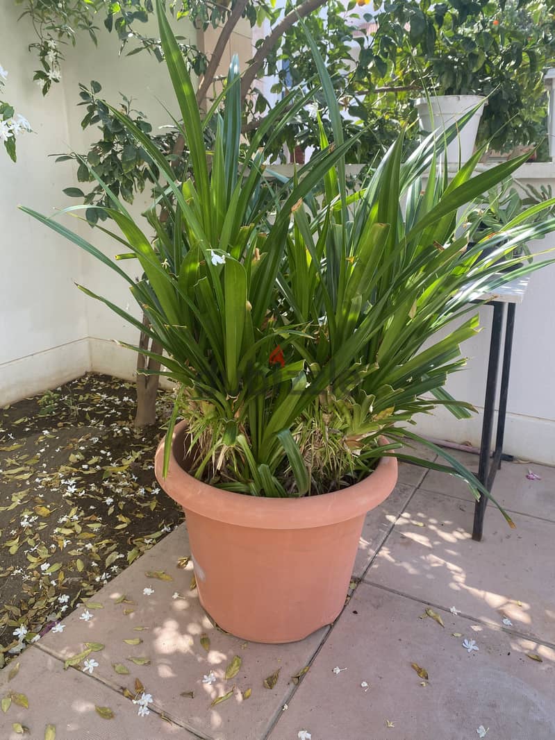 Plants for sale 3