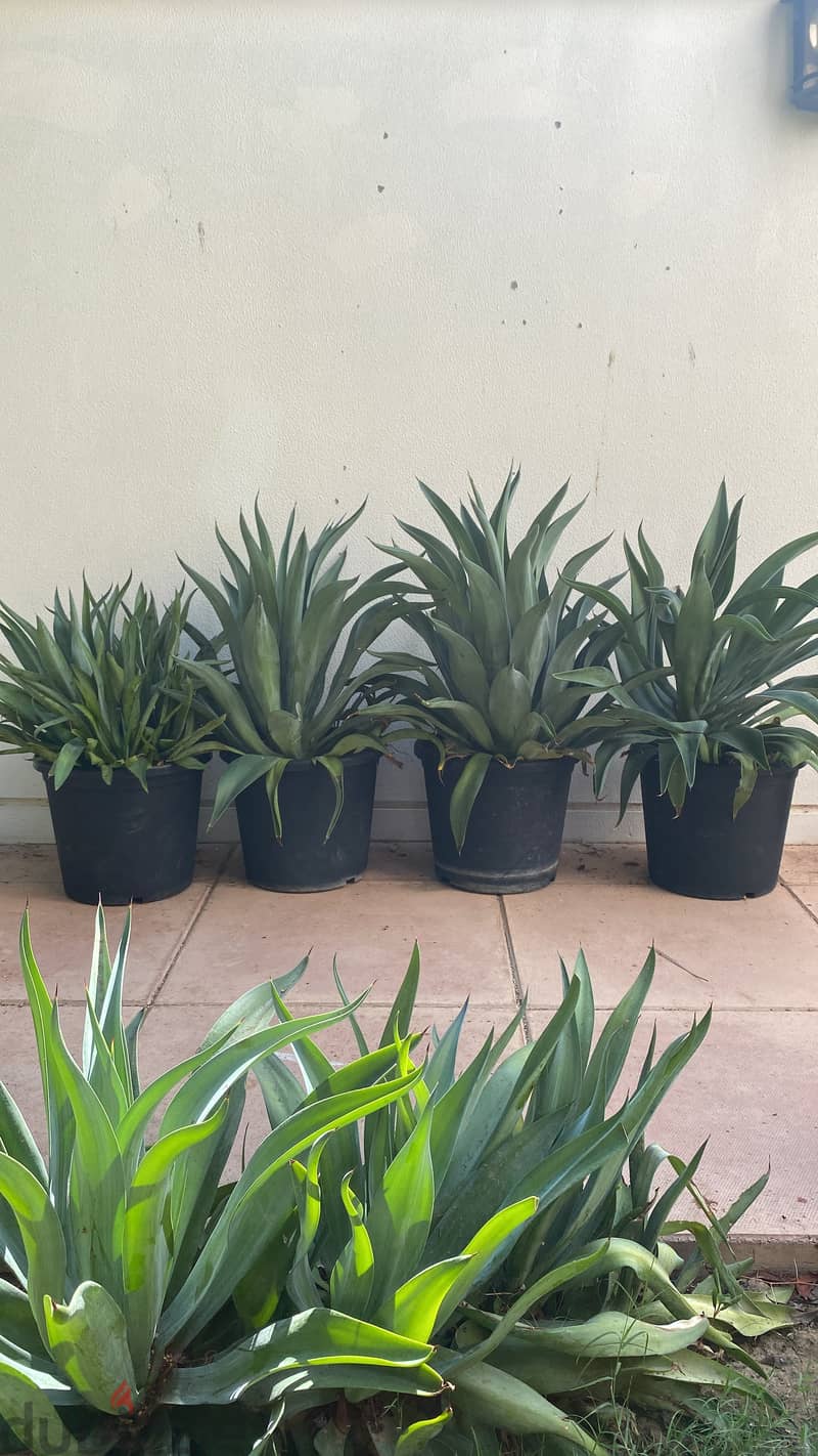 Plants for sale 14