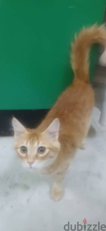 Cat male for  5 months old - Adoption 3