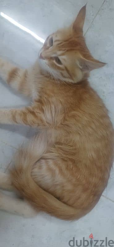 Cat male for  5 months old - Adoption 4