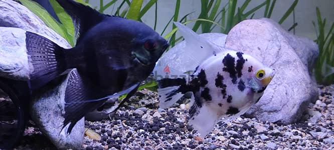 Big angel fish male and female 1pc 1.5 ro