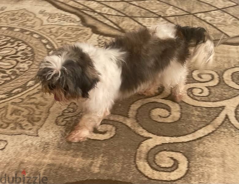 female shih tzu 0