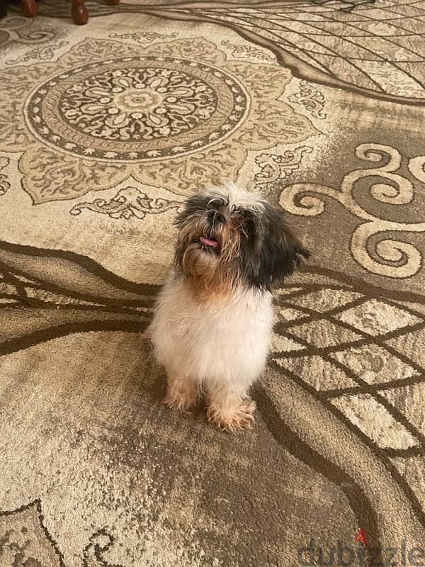 female shih tzu 2