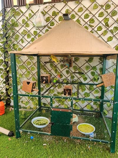 7 birds for sale with cage