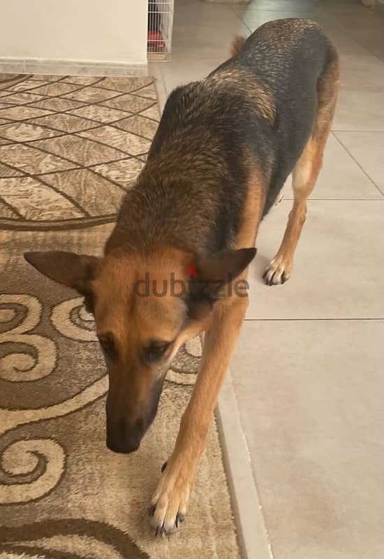 5 year old female GSD 4