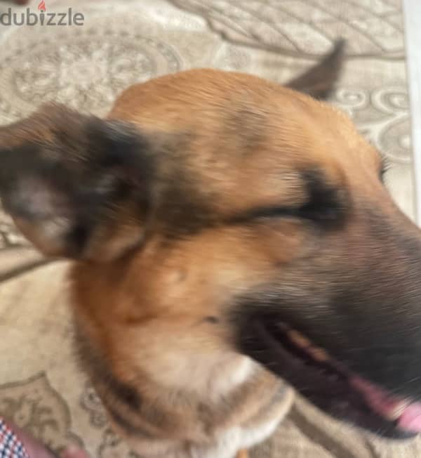 5 year old female GSD 1