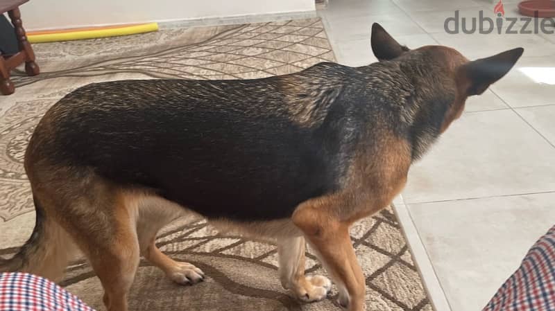 5 year old female GSD 3