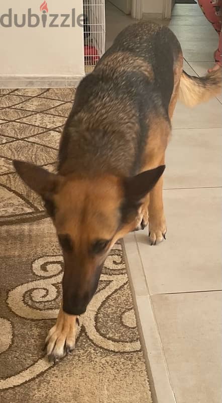 5 year old female GSD 2