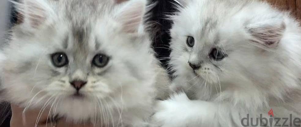 Mainecoon Cats with grandparent Scottish blood 0