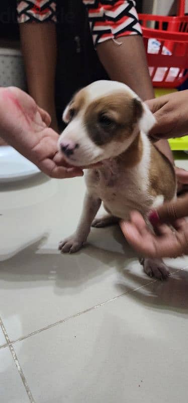 Dog New Born 0