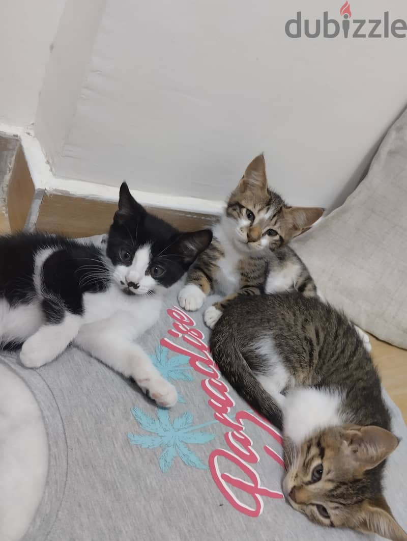 Kittens for adoption 0