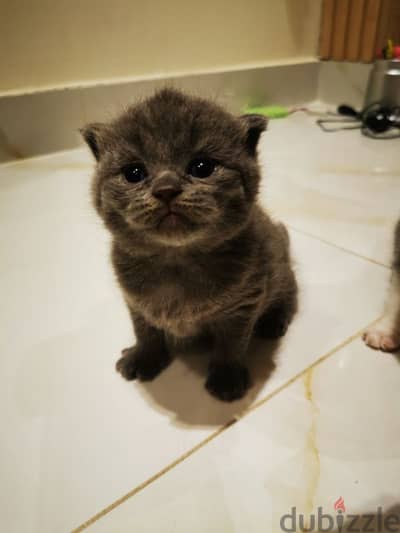 Scottish fold kittens for sale OMR 180 neg