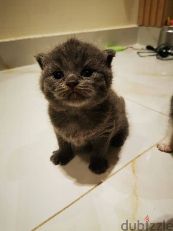 Scottish fold kittens for sale OMR 180 neg 0