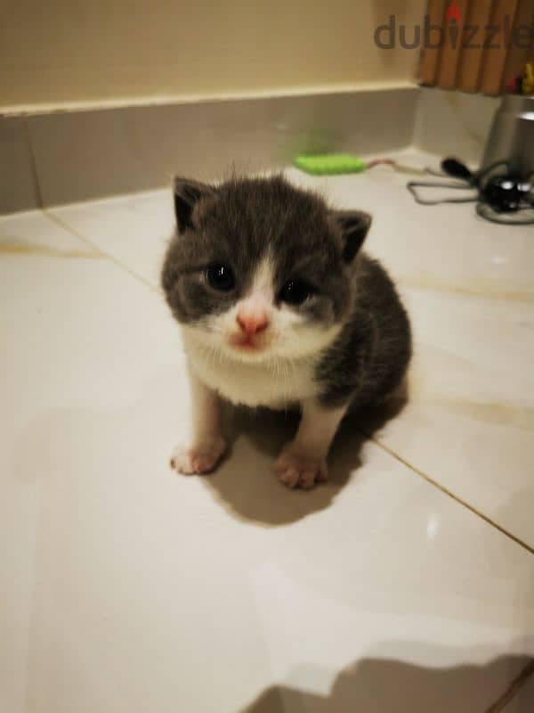 Scottish fold kittens for sale OMR 180 neg 1