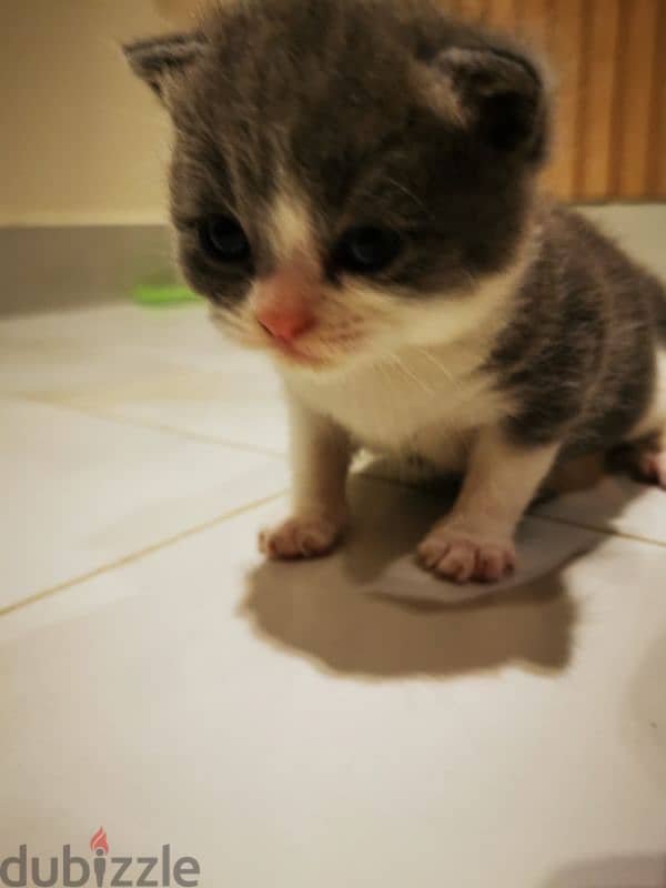 Scottish fold kittens for sale OMR 180 neg 2