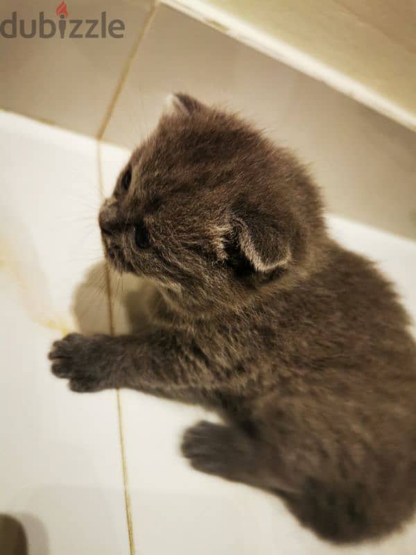 Scottish fold kittens for sale OMR 180 neg 3