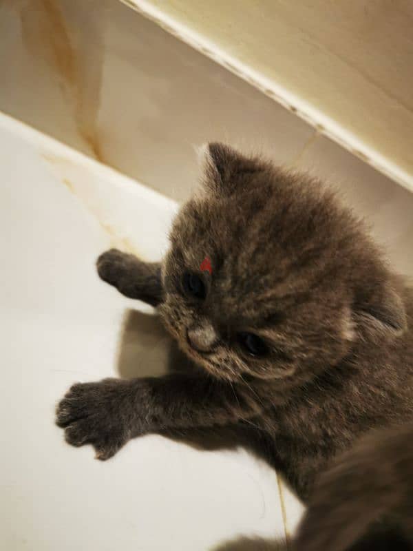 Scottish fold kittens for sale OMR 180 neg 4