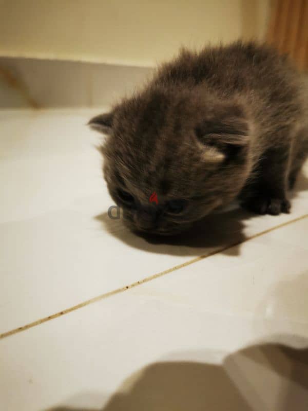 Scottish fold kittens for sale OMR 180 neg 5