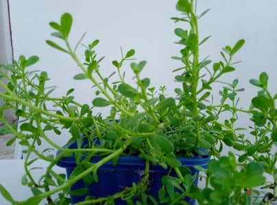 Bacopa(Brahmi)