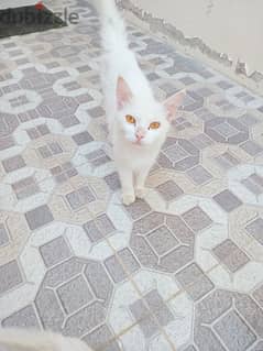 Turkish angora cute and Friendly 0