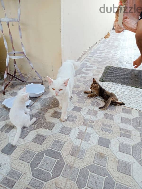 Turkish angora cute and Friendly 1