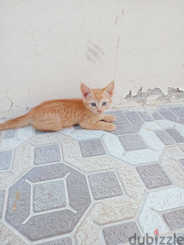 Turkish angora cute and Friendly 2