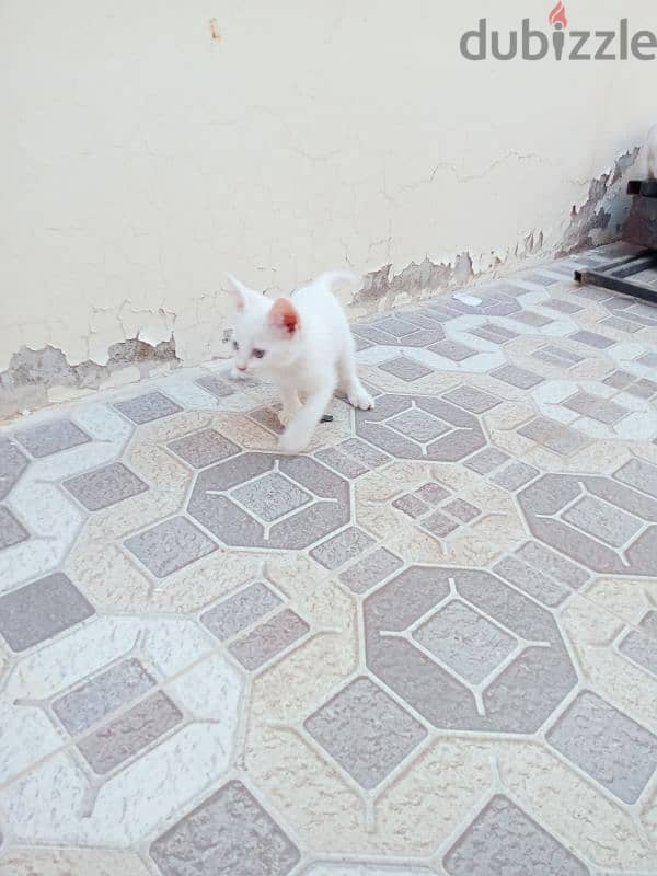 Turkish angora cute and Friendly 3