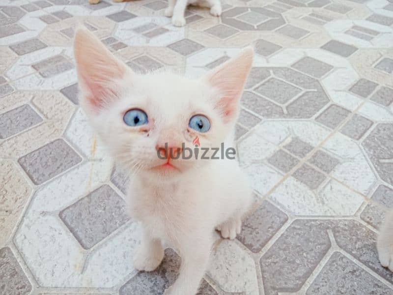 Turkish angora cute and Friendly 4