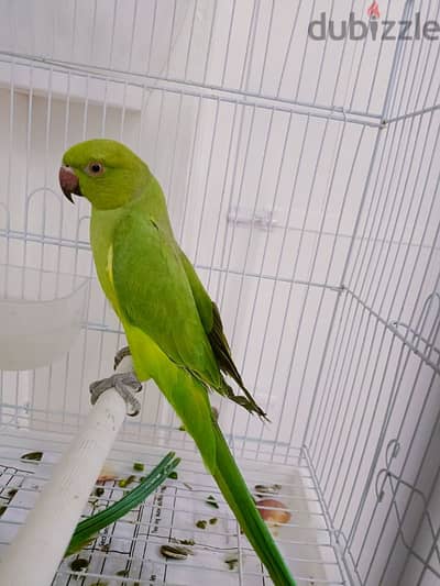 Parrot