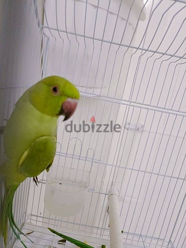 Parrot 1