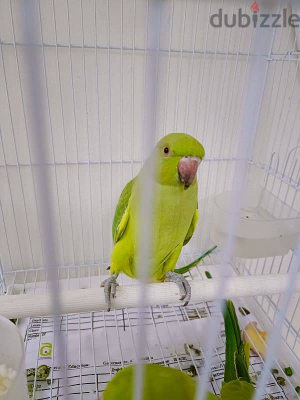 Parrot 2