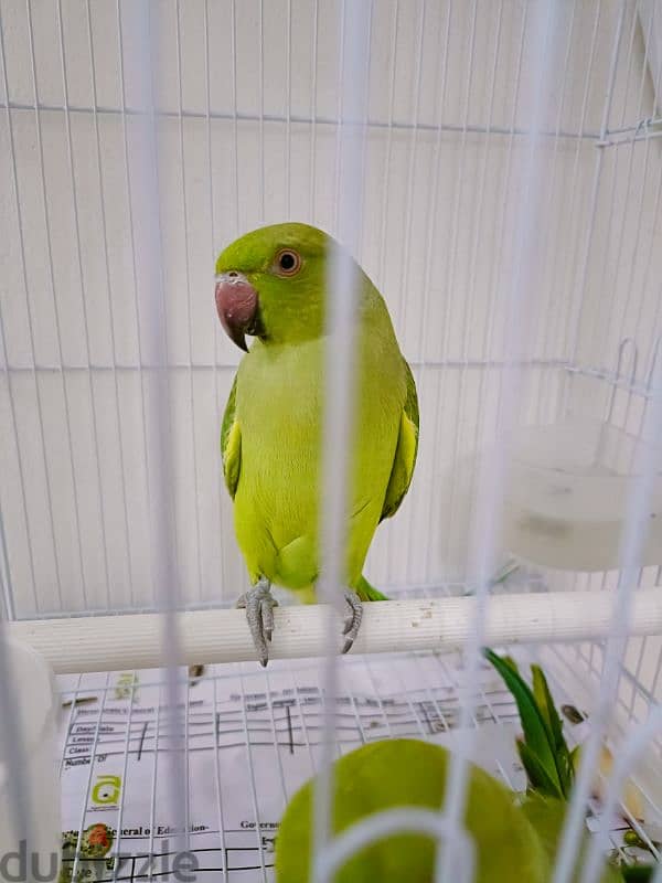 Parrot 3