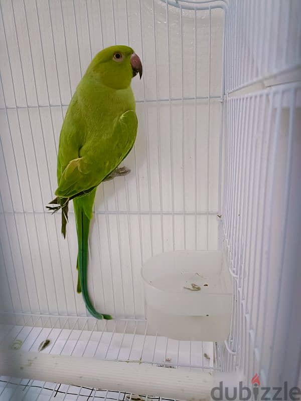 Parrot 4