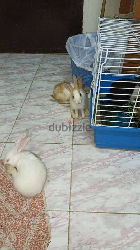 rabbit for sale 2