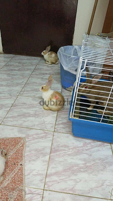 rabbit for sale 3