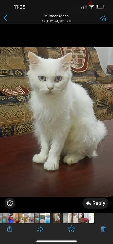 Turkish Angora Lovely kitten 2