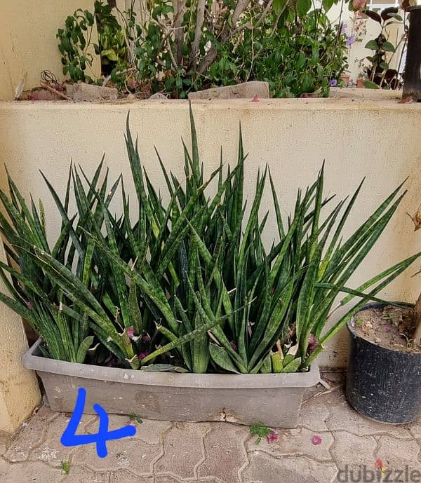 Plants for sale 4