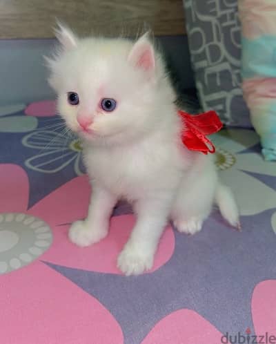 Persian Kitten