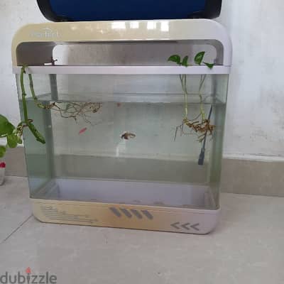 fish aquarium