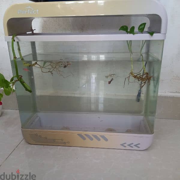 fish aquarium 2