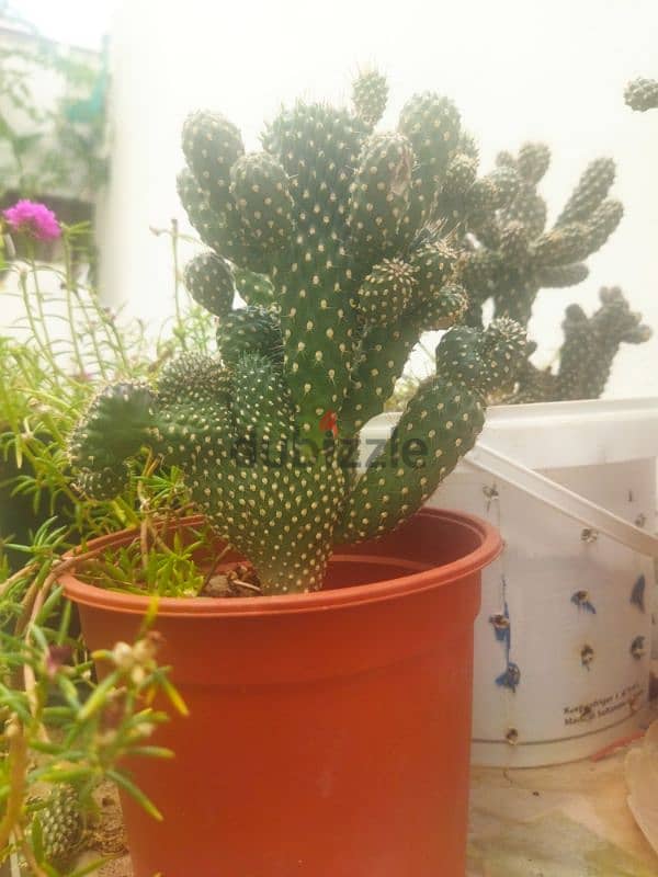 cactus 0