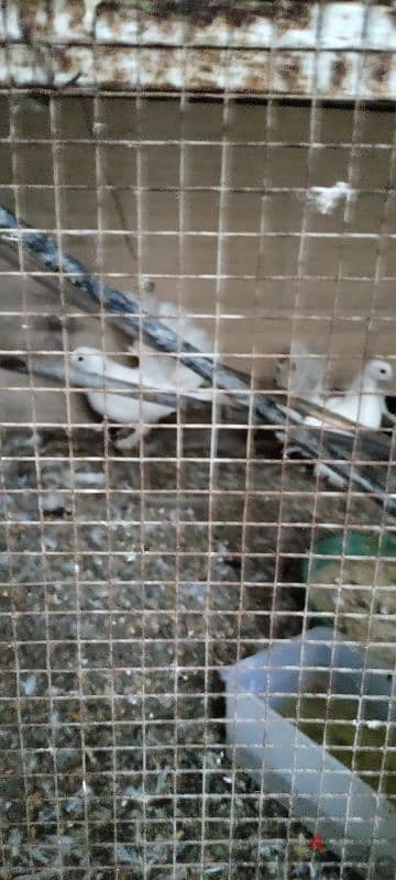 omani country fantail pegion white doves 1 pair 0