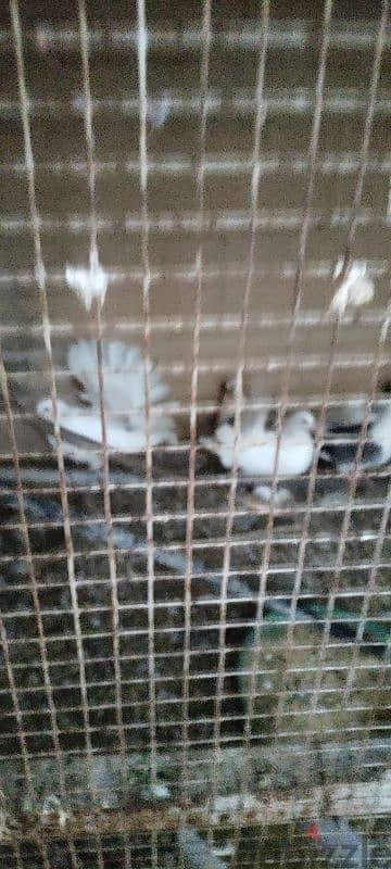 omani country fantail pegion white doves 1 pair 2