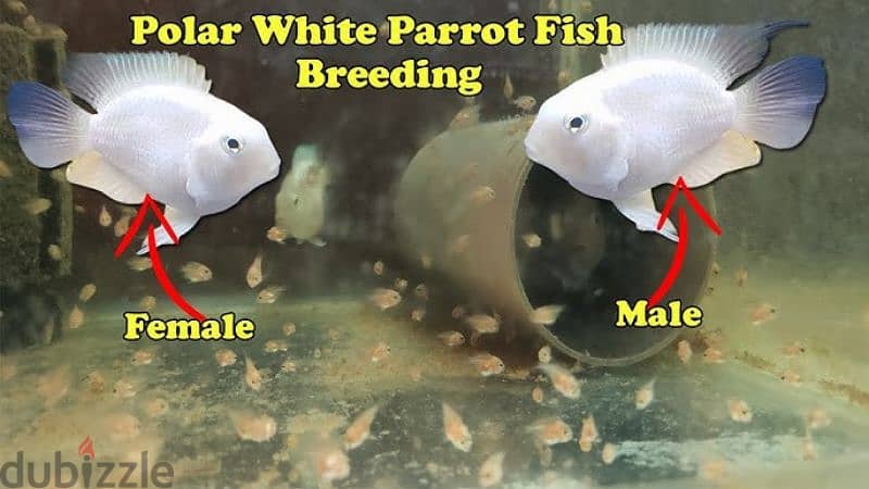 polar parrot fish 0