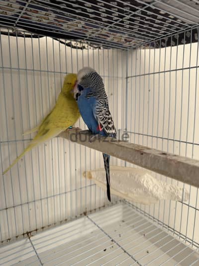 English Budgies