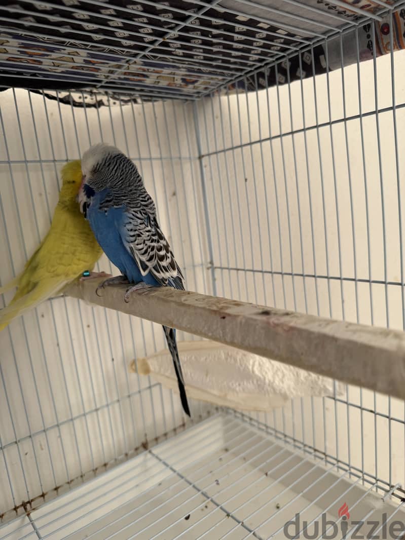 English Budgies 1