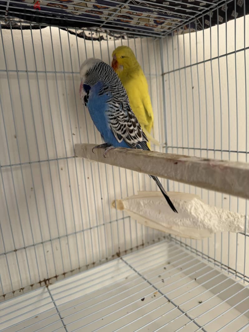 English Budgies 2