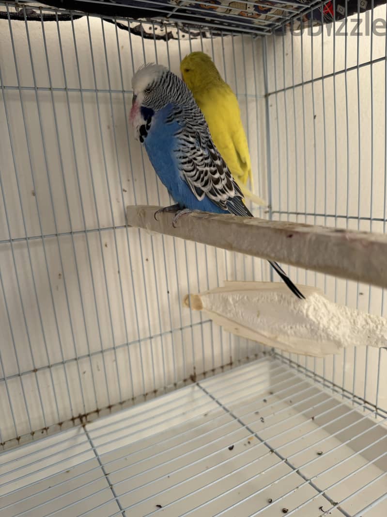 English Budgies 3